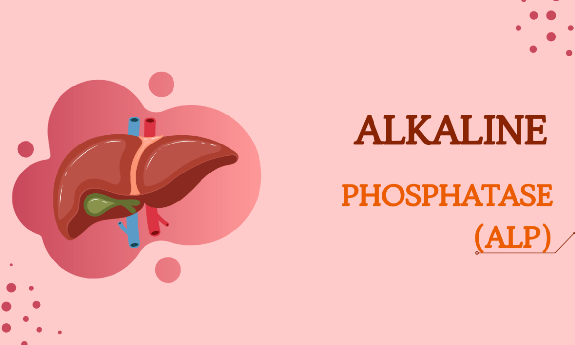 Alkaline Phosphatase (ALP): Everything You Need to Know About This Important Enzyme